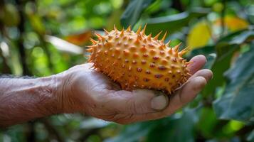 A guide holding up a long elongated fruit with a spiky exterior while explaining its distinct taste and how it is used in local cuisine photo