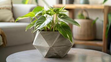 A finished planter in a unique and original shape such as a hexagon or a pyramid adding a contemporary touch to any room. photo