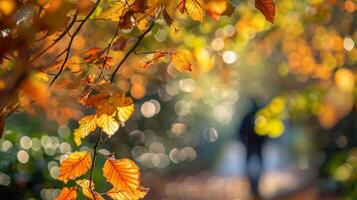 A canopy of vibrant autumn leaves providing a magical tunnel for the hiker to wander through photo