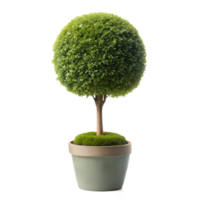 A neatly trimmed topiary in a terracotta pot png