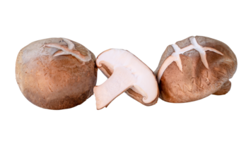 Front view of shiitake mushrooms with half in stack isolated with clipping path in file format png
