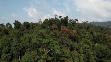 Antenne Aussicht von das dicht, üppig Wälder von das Annamit Angebot im Vietnam, präsentieren das natürlich Schönheit und Biodiversität von Süd-Ost Asien video