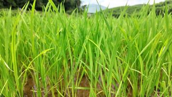 Lush green rice paddy field with vibrant young rice plants and water reflection, depicting sustainable agriculture and rural farming landscapes video