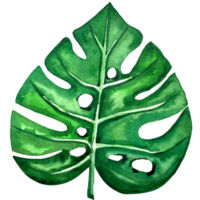 aguarela exótico verde folhas ilustração. aguarela sair definir. exótico colorida planta. árvore selva verde árvores realista botânico ilustrações para Casamento projeto, cartões. png