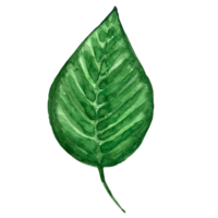 vattenfärg exotisk grön leafs illustration. vattenfärg lämna uppsättning. exotisk färgrik växt. träd djungel grön träd. realistisk botanisk illustrationer för bröllop design, kort. png