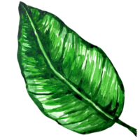 acuarela exótico verde hojas ilustración. acuarela salir colocar. exótico vistoso planta. árbol selva verde arboles realista botánico ilustraciones para Boda diseño, tarjetas png