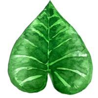 vattenfärg exotisk grön leafs illustration. vattenfärg lämna uppsättning. exotisk färgrik växt. träd djungel grön träd. realistisk botanisk illustrationer för bröllop design, kort. png