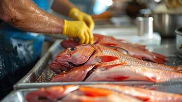 el demostración incluye consejos y trucos en seleccionando el mejor local pescado y cómo a correctamente limpiar y preparar ellos para Cocinando foto