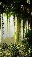 denso verde foresta brulicante con alberi video