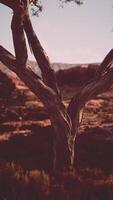 árbol en pie en campo con antecedentes de Nevada montañas video