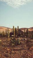 majestueus woestijn landschap met cactus bomen en bergen video