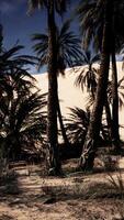 Group of Palm Trees on Sandy Beach video