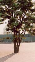 klein Baum wachsend im Parkplatz Menge video