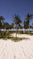 sandig strand med handflatan träd och hav video