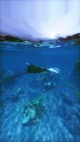 manta rayo nadando encima coral arrecife video