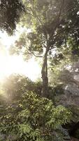 Misty Forest Sunrise Through Dense Foliage video