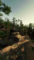 Wooded Area With Rocks and Trees video