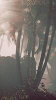 Palma árvore e montanha panorama video