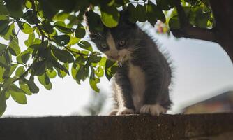 The kitten who studies the territory around him. photo