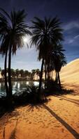 gruppo di palma alberi su sabbioso spiaggia video