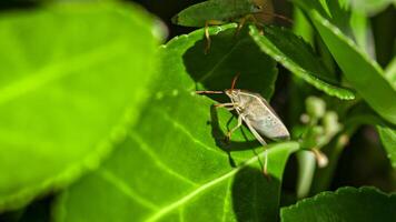 Bedbug on the leaves 4 photo