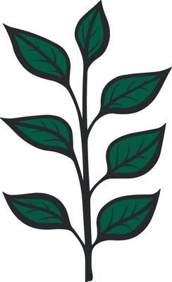 branch with leaves or plant without background