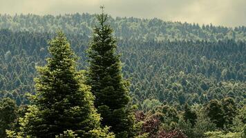 skön grön skog i natur video