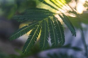 Fern leaves in nature photo