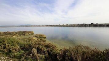 animal flamant dans mer l'eau video