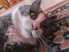 Domestic Cat rest on the carpet photo