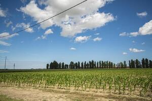 Countryside corn field 5 photo