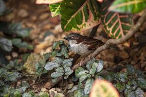 Sparrow in the middle of nature 4 photo