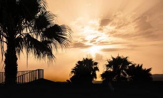 Silhouette palm trees at sunset photo