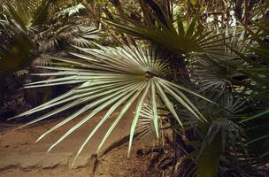 Palm leaf illuminated by a sun ray photo