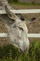 Donkey's head outside the fence 2 photo