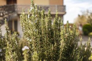 Rosemary plant in spring photo