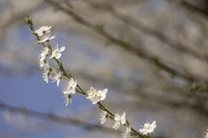 Branch With White Flowers Against Blue Sky photo