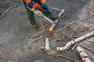 un municipal Servicio trabajador cortes el ramas de un árbol. verdeado de urbano arboles foto