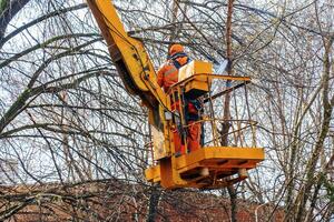 Municipal workers stand with a chainsaw in a crane basket and trim dangerous trees photo