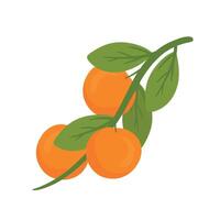 Orange fruits hanging with branch and green leaves illustration vector