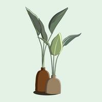 Bird of paradise green plants in decorative pots. Isolated background. vector