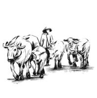 Drawing of Vietnamese woman with her buffalos. vector