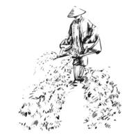 Drawing of a Vietnamese farmer giving the water on field vector