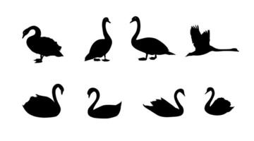 collection of swan animal silhouettes vector