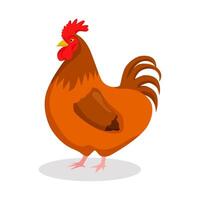 ilustración de pollo animal vector