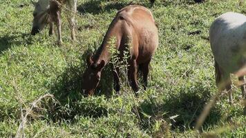 Horse grazing sunny day in farm or ranch area video