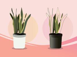 Snake plant illustration in colorful background vector