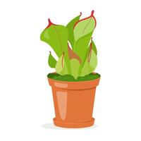 HELIAMPHORA in a pot. Carnivorous plant with specialized leaves that trap and digest insects for nutrition. flowers illustration isolated on white background vector