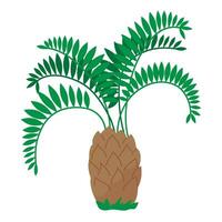 Tropical date palm tree Flat illustration clipart isolated on white background vector