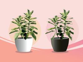 Pisonia plant for interior of home or office vector